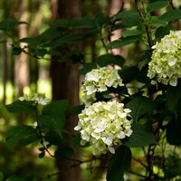 木漏れ日が差し込む森の中で咲く白い紫陽花の写真