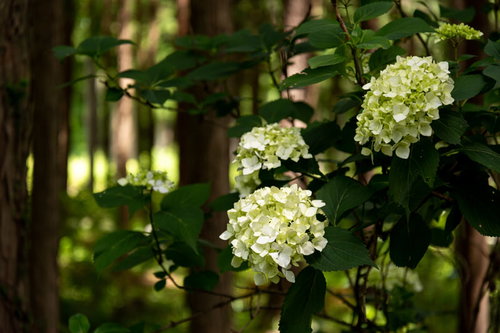 木漏れ日が差し込む森の中で咲く白い紫陽花