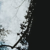 空を背景に映る蔦のシルエットの写真