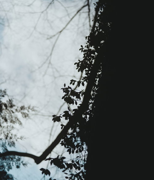 空を背景に映る蔦のシルエット