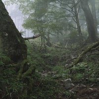 霧が立ち込める鳳凰三山の森の登山道と苔むした樹木の写真