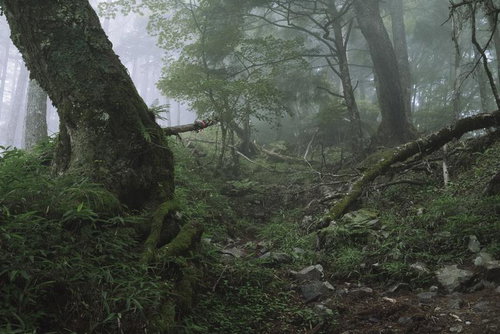 霧が立ち込める鳳凰三山の森の登山道と苔むした樹木