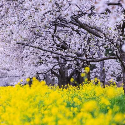 Cherry blossoms in spring — free Japanese sakura stock photo
