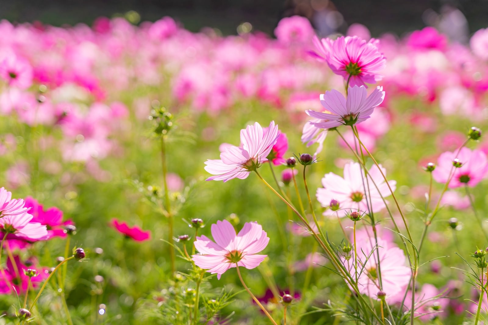 ピンクと白のコスモスが風に揺れている花畑の様子