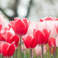 曇り空に咲くピンクと白のチューリップの花畑の写真