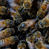 養蜂家が燻煙器で巣箱を管理する作業の写真