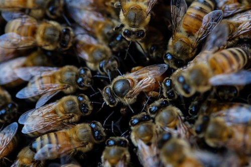 養蜂家が燻煙器で巣箱を管理する作業