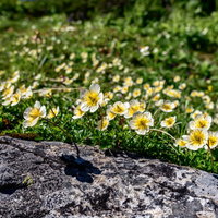 岩場に群生するチングルマの白い花の写真