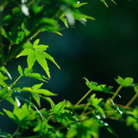 新緑の季節に輝く青もみじの葉と深緑の背景の写真