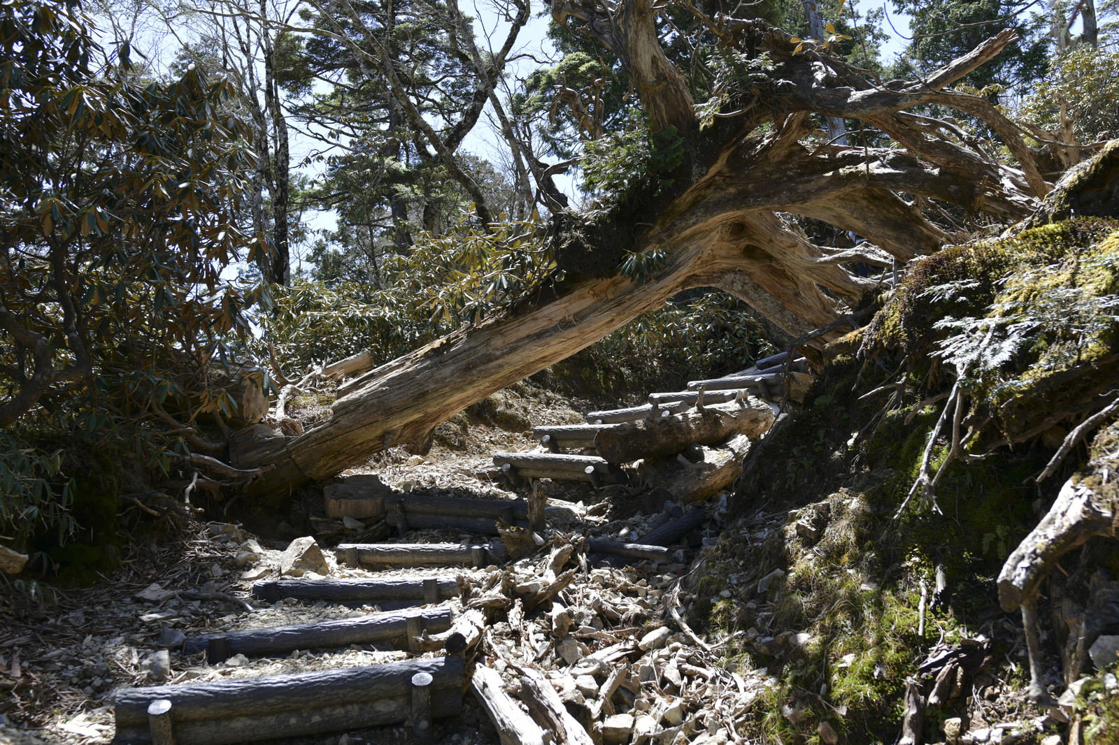 大台ヶ原大杉谷ルートの登山道で苔に覆われた大きな倒木