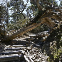 苔むした倒木が横たわる大台ヶ原大杉谷ルートの写真