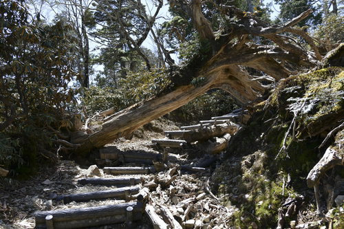 苔むした倒木が横たわる大台ヶ原大杉谷ルート