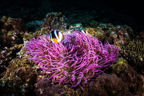 辺野古基地埋め立て近くの海中で暮らすクマノミとイソギンチャク