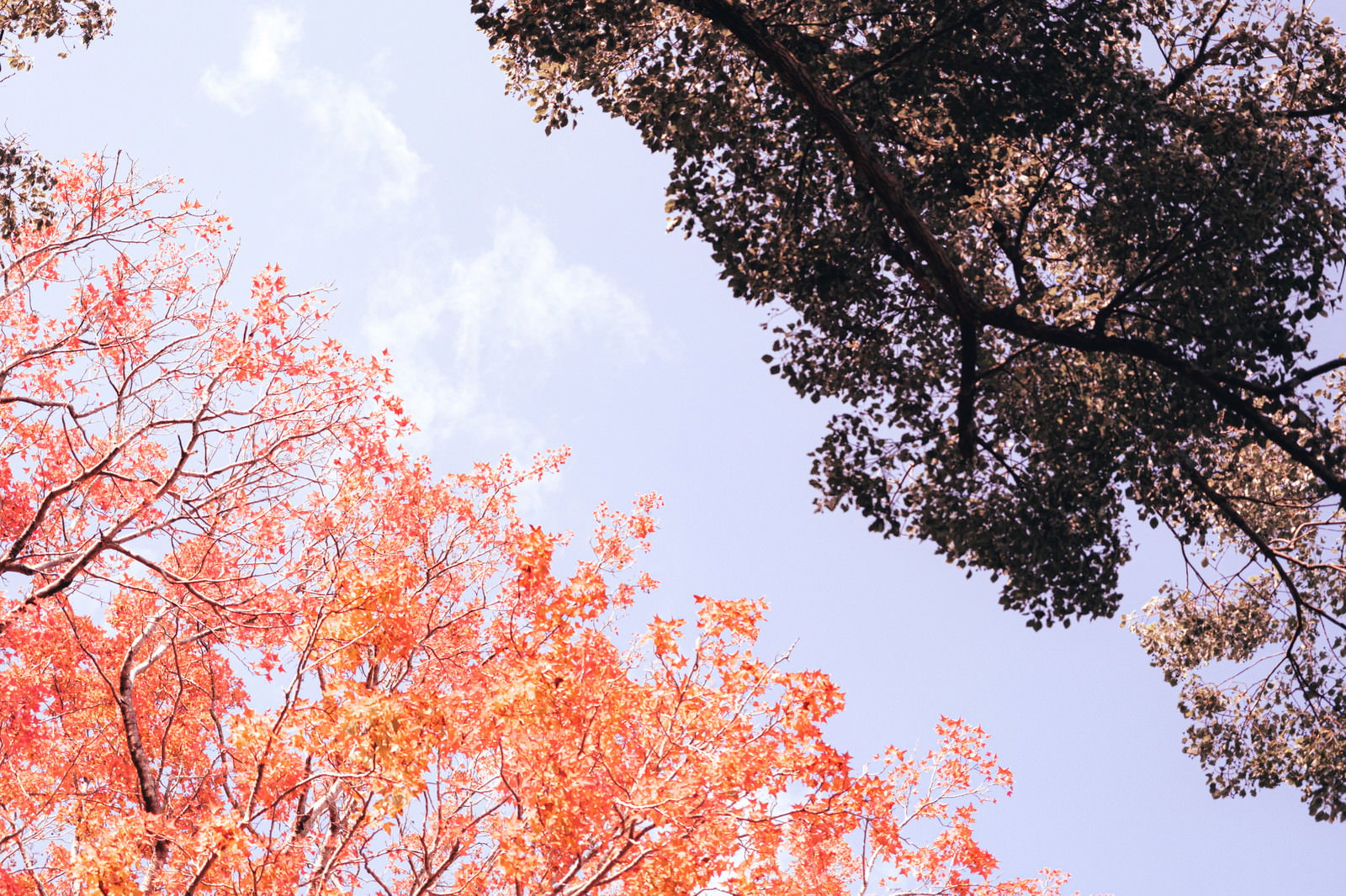 オレンジ色に色付いた紅葉と緑の葉が混在する秋の木々