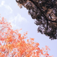 色付き始めた木々と緑の境界線 秋から初冬へ向かう季節の移ろいの写真