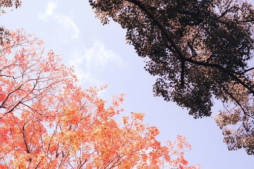 色付き始めた木々と緑の境界線 秋から初冬へ向かう季節の移ろい