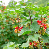 収穫前のレッドカラント（赤スグリ）の房状に実った果実の写真