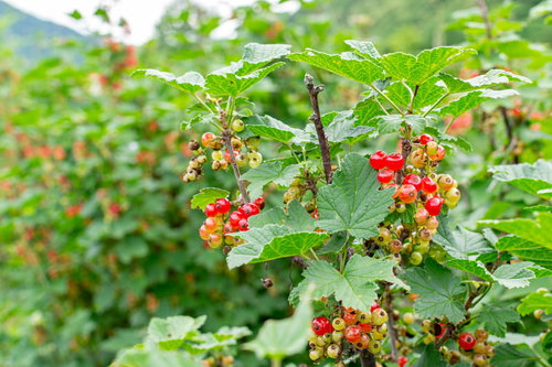 収穫前のレッドカラント（赤スグリ）の房状に実った果実