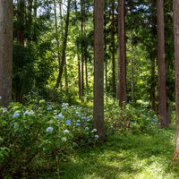 アジサイ公園の森に群生する紫陽花、梅雨時期の青い花の写真
