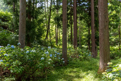 アジサイ公園の森に群生する紫陽花、梅雨時期の青い花