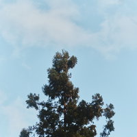 高く成長したスギの木と青空の写真