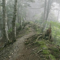霧の中の夜叉神峠登山道、朽ちた倒木とコケの苔むした根の写真