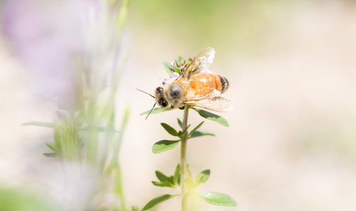 淡い紫色のハーブの花に止まり吸蜜するミツバチ