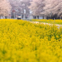 河口湖と富士山、湖に映る橋の写真