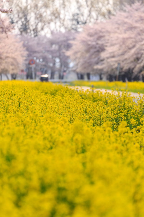 河口湖と富士山、湖に映る橋