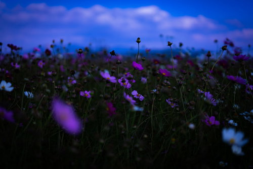 薄暮の空の下で咲き終え始めるコスモスの群生