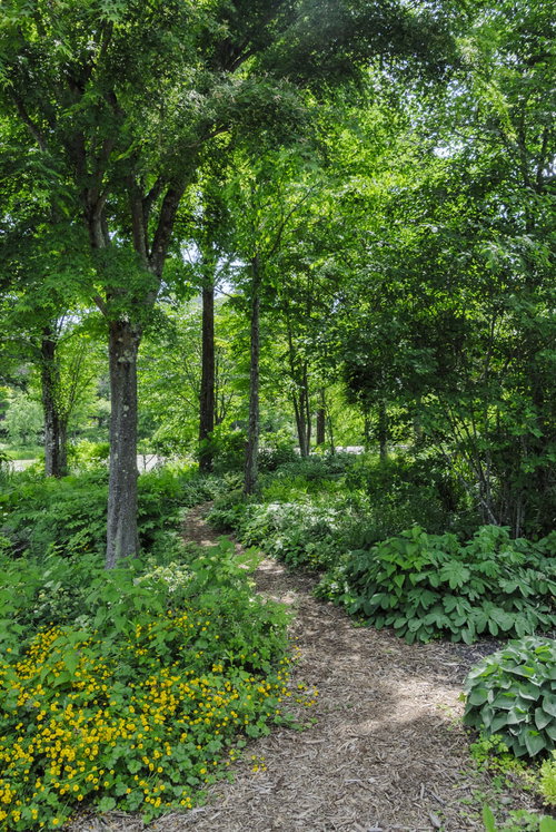 林道を通る木漏れ日のゆれる道 - 森のハイキングコース