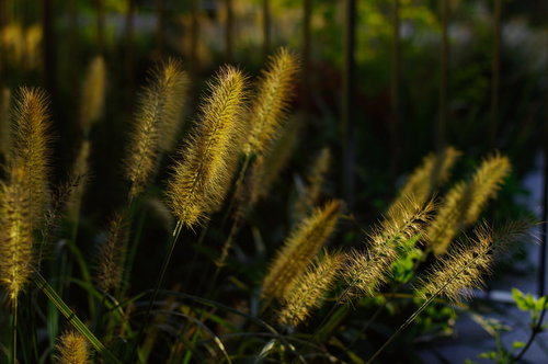 夕日に逆光で染まる道端のエノコログサの穂