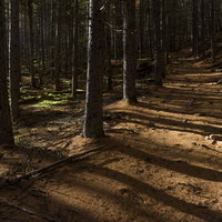 どこまでも続くカラマツ落葉の登山道（日本百名山・甲武信ヶ岳）の写真