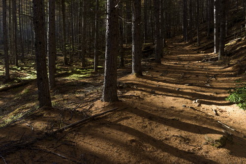 どこまでも続くカラマツ落葉の登山道（日本百名山・甲武信ヶ岳）