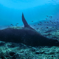 海底の岩場に背中を擦るアシカの自然な生態行動の写真