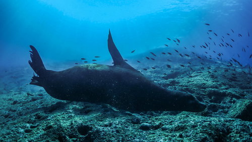 海底の岩場に背中を擦るアシカの自然な生態行動