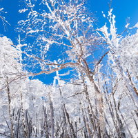 蓼科山の森林限界付近に咲く霧氷と青空の冬景色の写真