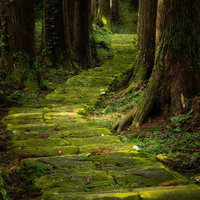 森の中の木漏れ日差す苔生す石段と緑の自然風景の写真