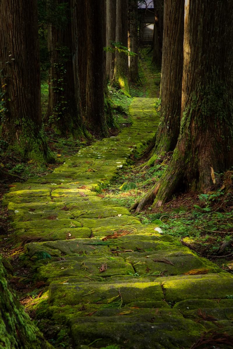 森の中で苔に覆われた石段に木漏れ日が差し込む様子