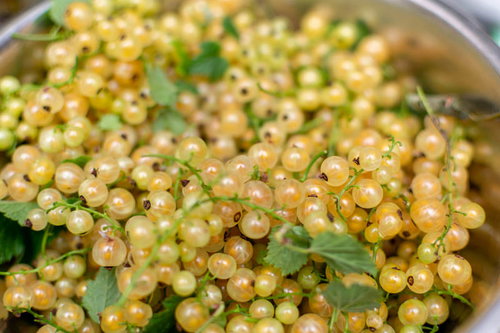 スグリ農園のシロスグリ、白い透明感のある実