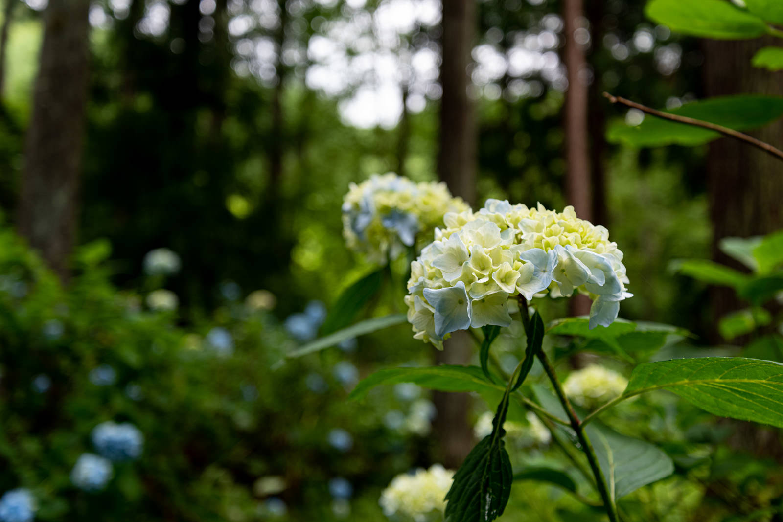 山道沿いに咲く白い紫陽花