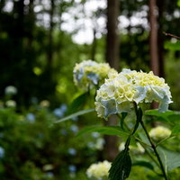 山道沿いに咲く紫陽花、アジサイ公園の白い花の写真