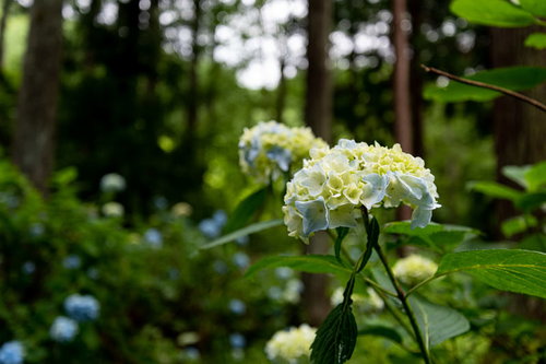 山道沿いに咲く紫陽花、アジサイ公園の白い花