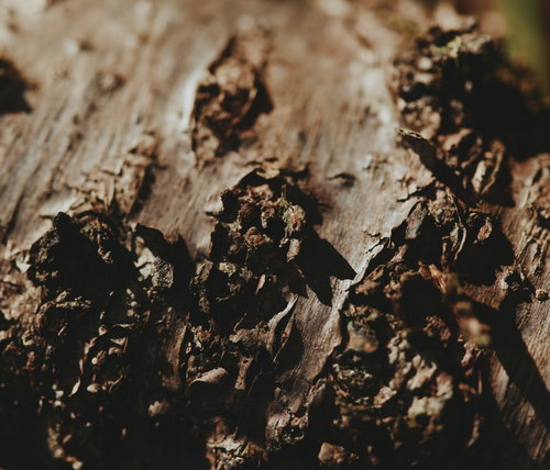 盛り上がった木目と樹皮のテクスチャー、経年変化による自然な風合い