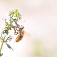 白い花から蜜を吸うミツバチの吸蜜シーンを接写の写真