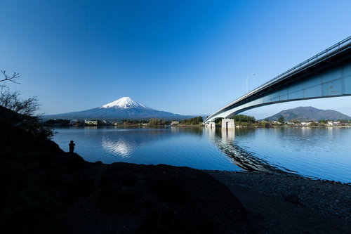 河口湖と富士山の桜咲く川の花見舟
