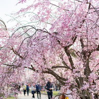 満開の桜と大濠公園（福岡）での春の花見風景の写真