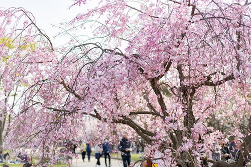 満開の桜と大濠公園（福岡）での春の花見風景