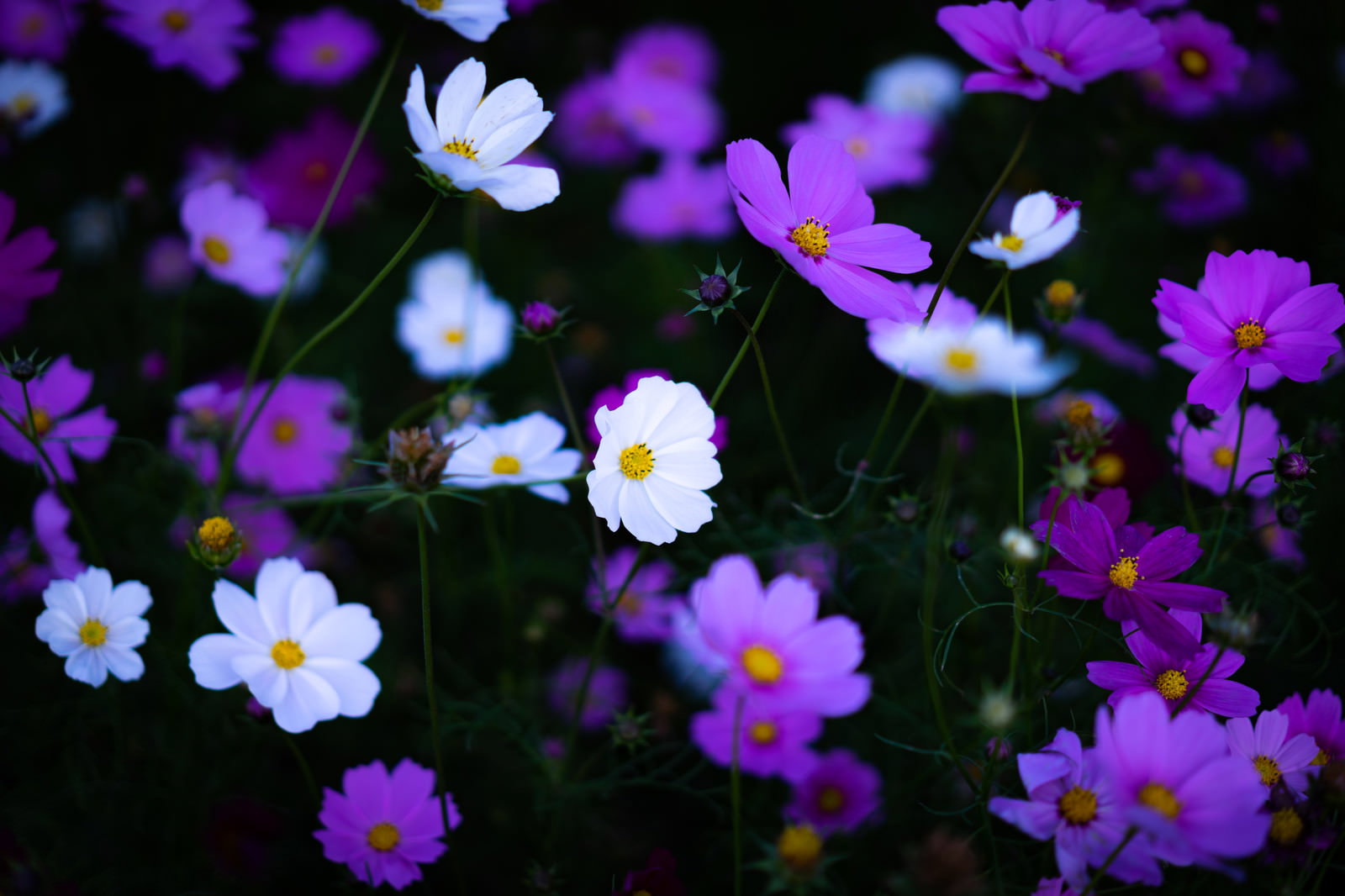 紫やピンク、白など色とりどりのコスモスが咲いている花畑