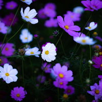 紫やピンク、白など色とりどりのコスモスの花畑の写真